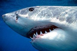 Carcharodon carcharias_06.jpg